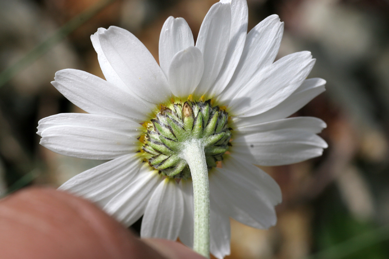 Anthemis cretica ssp. saxatilis / Camomilla montana